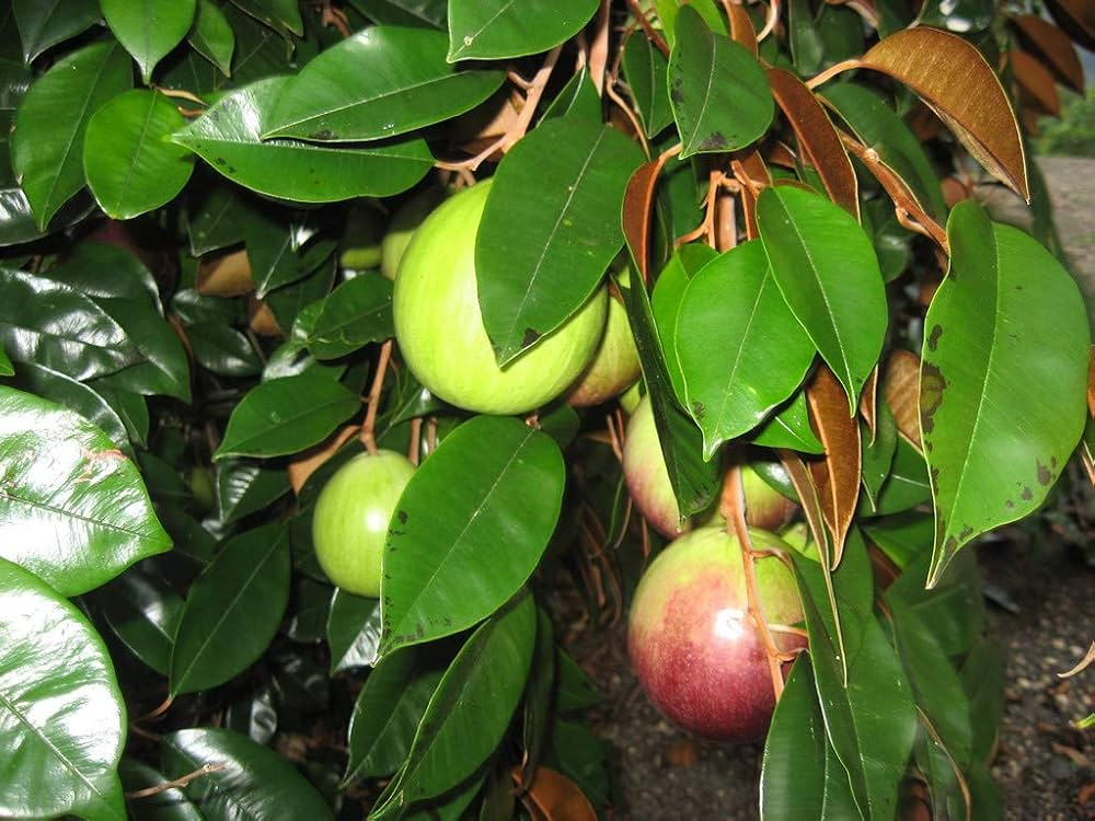 lá vú sữa có tác dụng gì